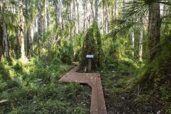 Paperbark trail 600x400
