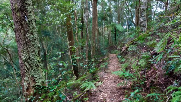 Blackbutt Walking Track (6.4km) Blackbutt walking track (6. 4km)