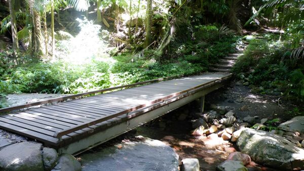 Lyrebird track (600m)
