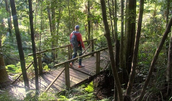 Couranga Walking Track (10km) Forest path trail hiking australia 600x352
