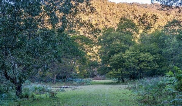 Hikes Griffins walking track trail hiking australia 600x352