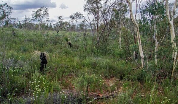 Weddin gap to black spring loop trail trail hiking australia 600x352