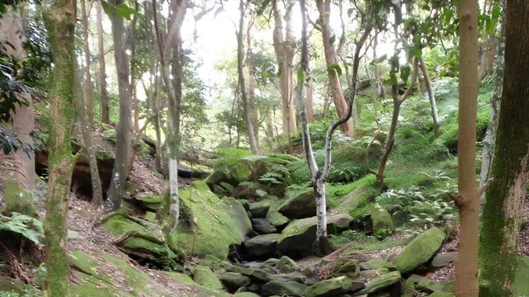 Ferndale park loop walk (3. 3km)