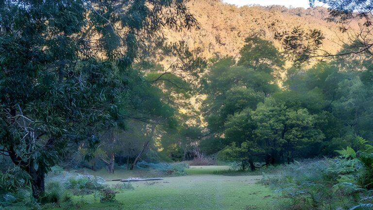 Griffins Walking Track (11km) Griffins walking track (11km)