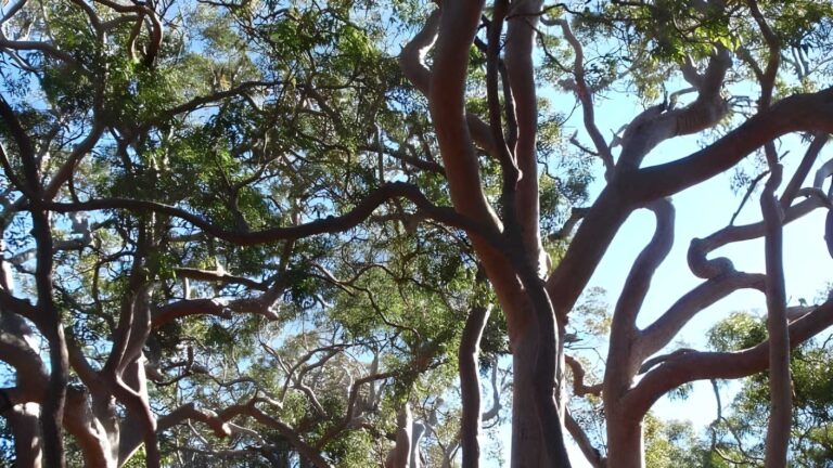 Redgum Trail Walk (3.4km) Redgum trail walk (3. 4km)