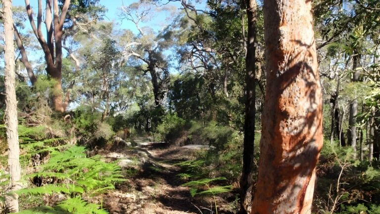 Ridge Trail Loop Walk (1km) Ridge trail loop walk (1km)