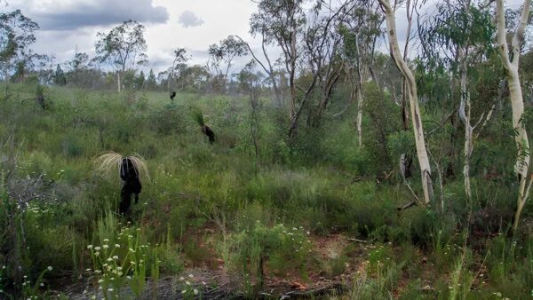 Weddin gap to black spring loop trail walk (20km)
