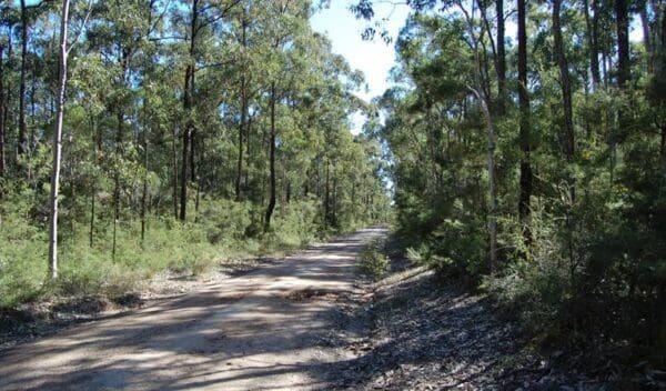Hikes Deadmans mountain bike loop trail hiking australia 600x352