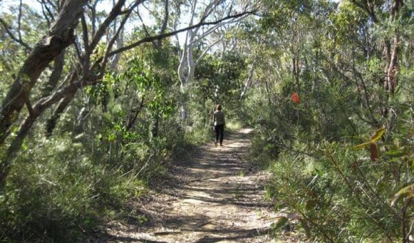George Boyd Rainforest Walking Track (1km) Falcon crescent link track trail hiking australia 600x352