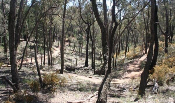 Livingstone multi use track trail hiking australia 600x352