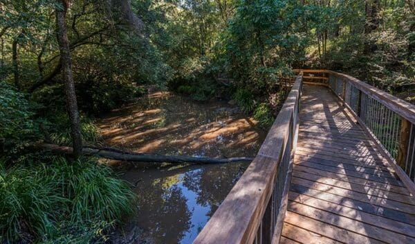 Mountain Brush Circuit Walk (300m) Ms kellys walking track trail hiking australia 600x352