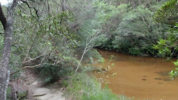 Davidson exploration walk (5. 8km)