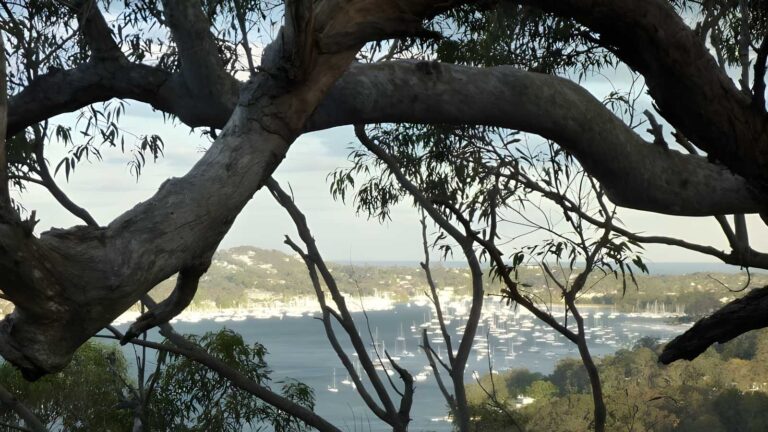 Elvina Bay Circuit Walk (4.5km) Elvina bay circuit walk (4. 5km)