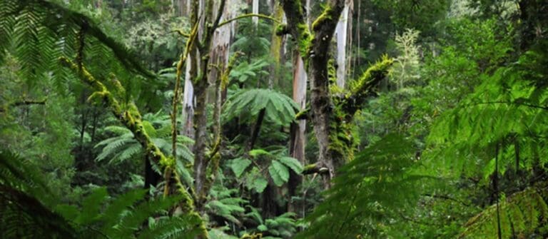 Tassie loop 768x335