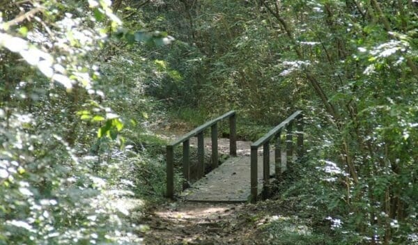 Bellbird walking track trail hiking australia 600x352