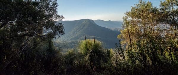 Hikes Mount mitchell track 600x254