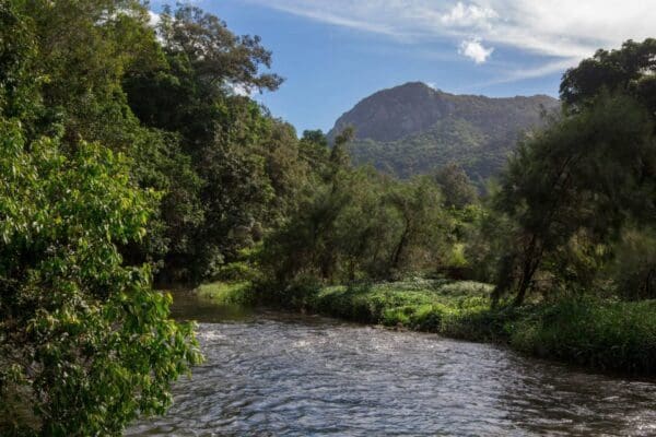 Kauri Creek Rainforest (Jungaljungal) Walk (5.1km) Smiths track 600x400