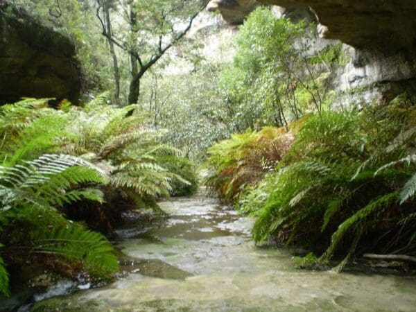 Hikes The nayook canyon bushtrack 600x450