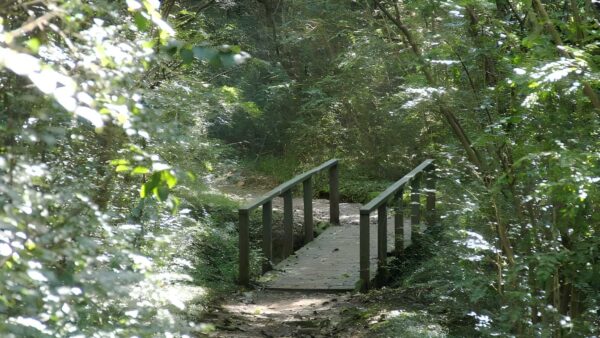 Bellbird Walking Track (800m) Bellbird walking track (800m)