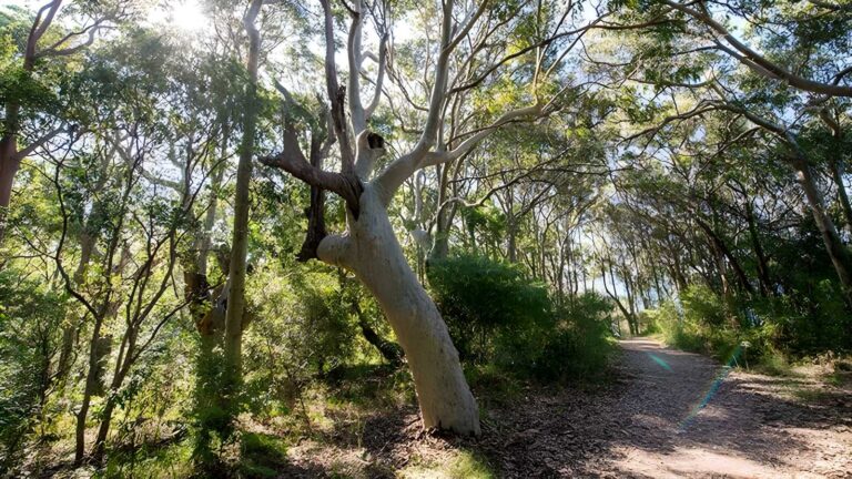Burwood Trail Walk (1.5km) Burwood trail walk (1. 5km)