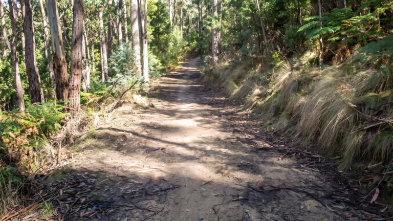 Clarence mountain bike park - fire trail (9km)