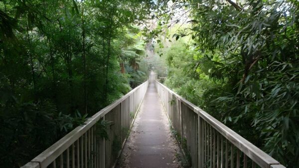 Gordon to roseville railway station hike (10. 7km)