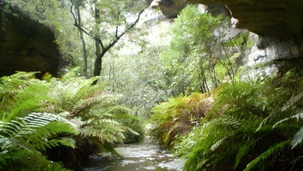 The nayook canyon bushtrack (2. 2km)