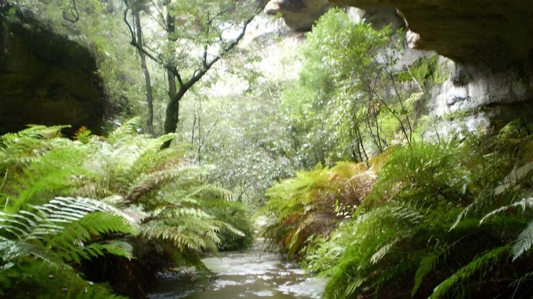 The Nayook Canyon BushTrack (2.2km) The nayook canyon bushtrack (2. 2km)