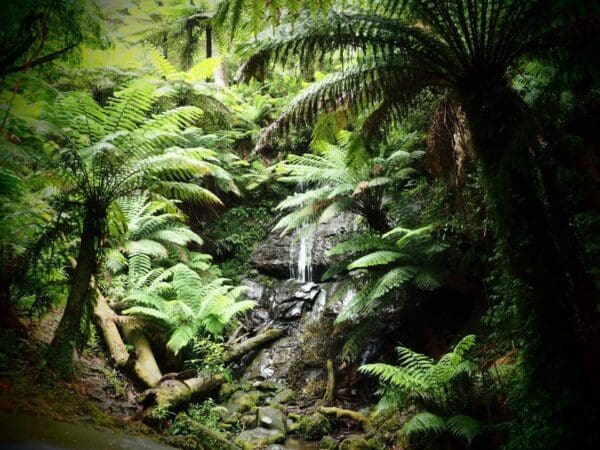 Hikes Trail hiking cyathea falls 600x450