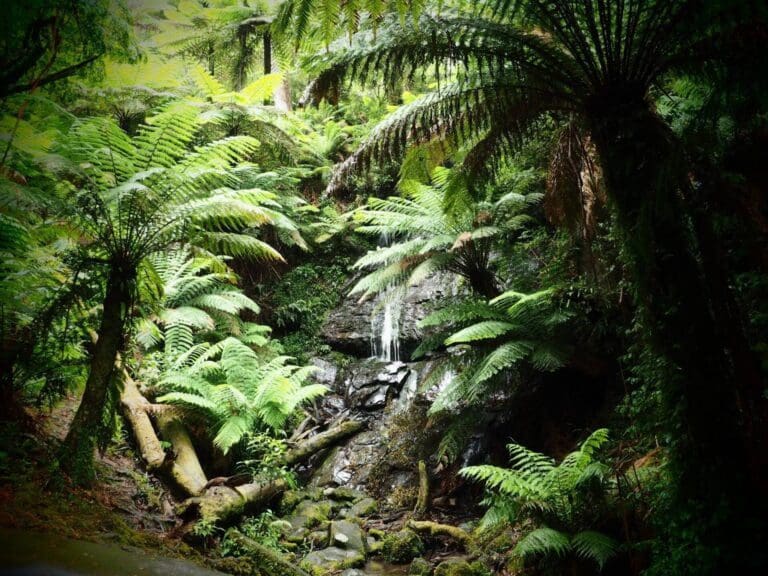Cyathea Falls Walk (2km) Trail hiking cyathea falls 768x576