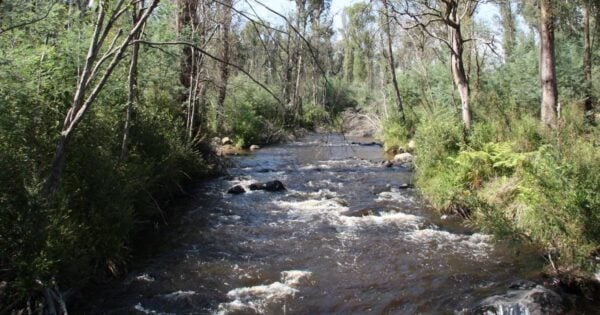 Trail hiking murrindindi river 600x315