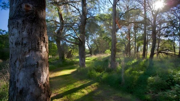 Wingecarribee river walking track (500m)