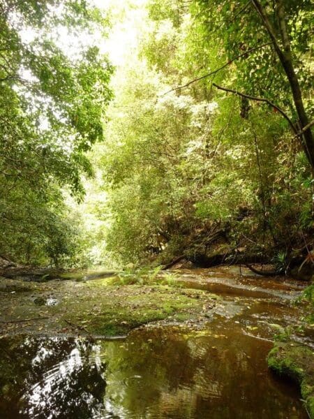 Abbotts falls walking track 450x600