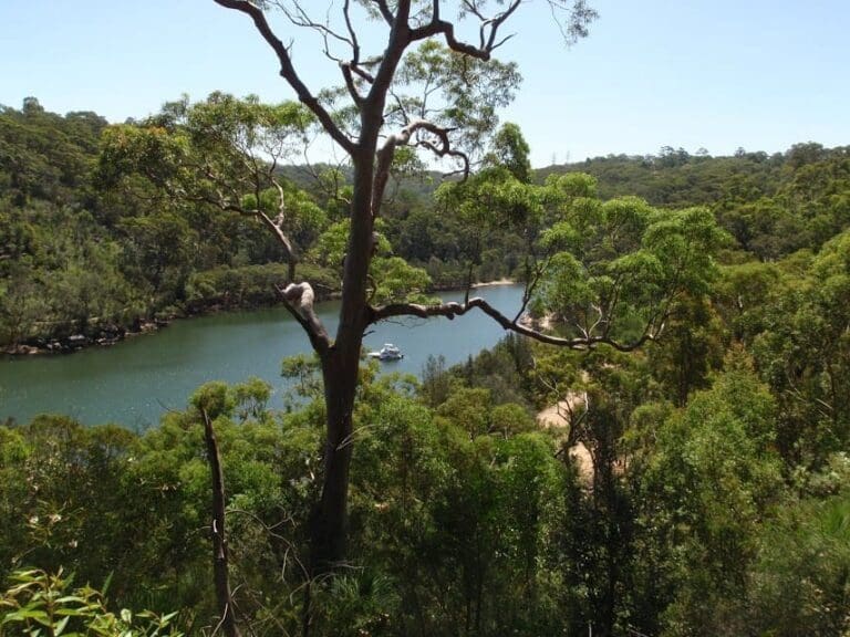 Casuarina track davidson park to ferguson st 768x576