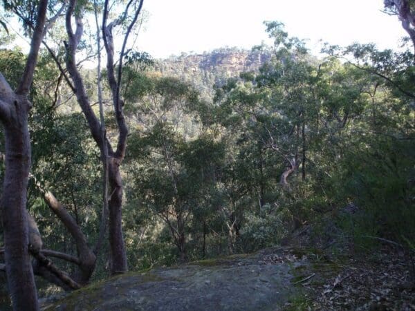 Red Hands Cave via Campfire Creek Hike (8.5km) Martins lookout to bunyan lookout 600x450