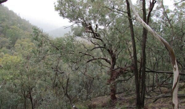 Mount murga walking track trail hiking australia 600x352