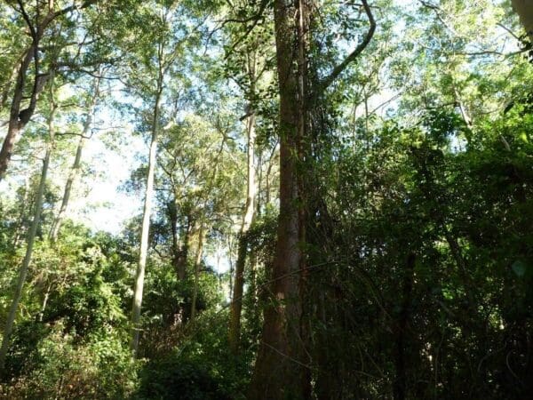 Rod earp rainforest circuit from carnley ave 600x450