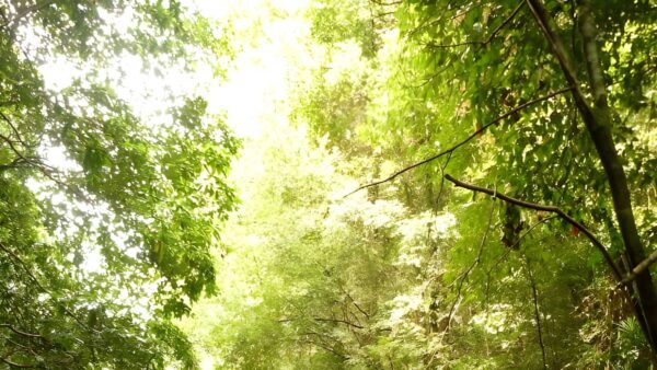 Abbotts falls walking track (7. 3km)