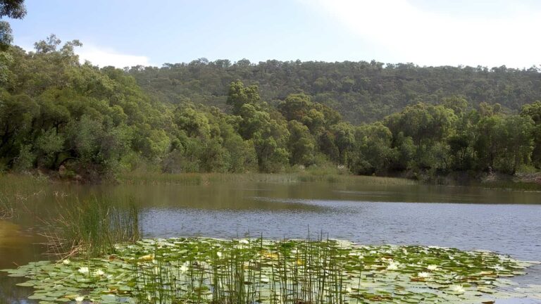 Jerusalem bay track: cowan to brooklyn hike (13. 4km)