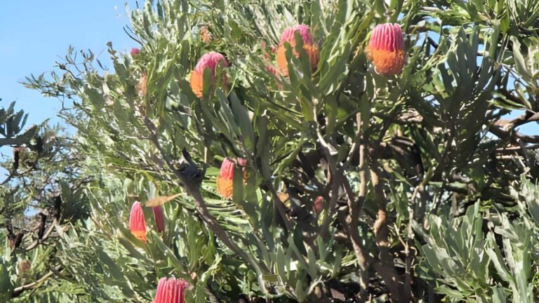 Lake mt brown trail walk (6km)