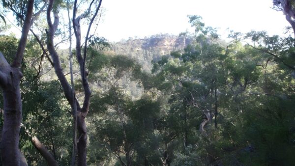 Martin's lookout to bunyan lookout walk (3. 1km)