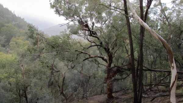 Mount Murga Walking Track (8km) Mount murga walking track (8km)