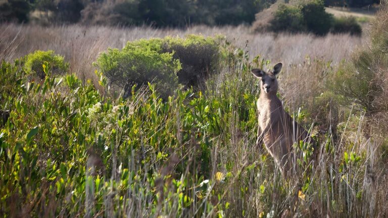 Murramarang aboriginal area walking track (3km)