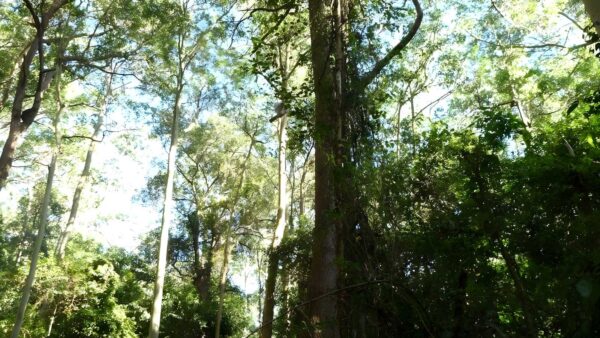 Rod earp rainforest circuit walk (2km)