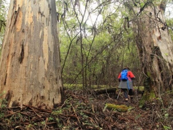 Bridgetown jarrah park 600x450