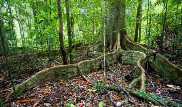 Murray scrub walking track trail hiking australia 600x352