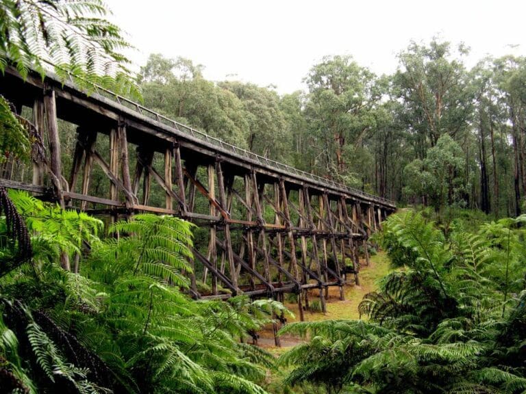 Noojee Trestle Bridge Rail Trail Walk (3km) Noojee trestle bridge rail trail 768x576