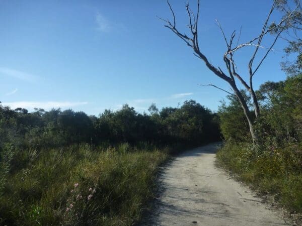 The wilkins track 600x450