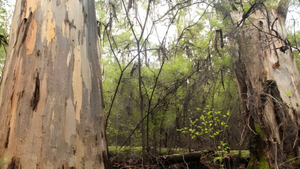 Bridgetown Jarrah Park Hike (6km) Bridgetown jarrah park hike (6km)