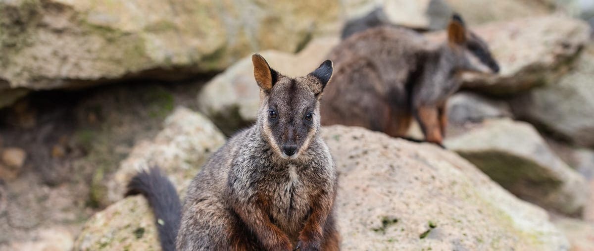 Brush-tailed Rock-Wallaby